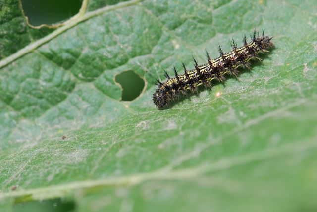 caterpillar-for-post
