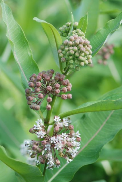common-milkweed