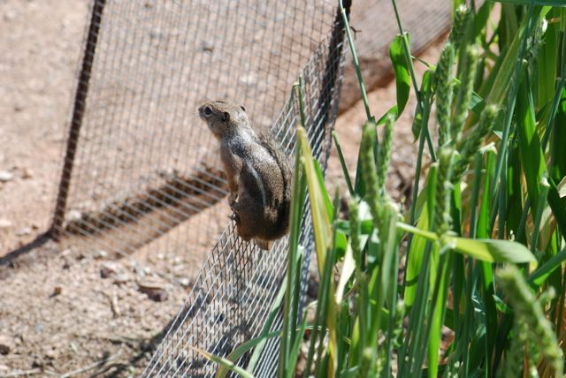 squirrel-at-the-garden