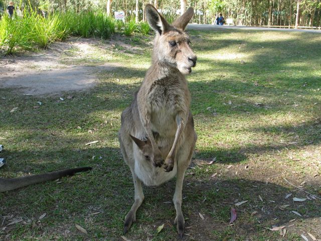 kangaroo-in-pouch
